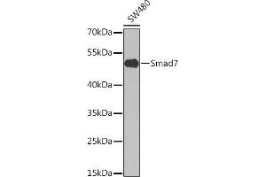 Western blot analysis of extracts of SW480 cells, using Smad7 antibody (ABIN6128715, ABIN6148092, ABIN6148094 and ABIN6214792) at 1:1000 dilution. (SMAD7 Antikörper  (AA 220-390))