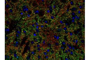 Immunohistochemistry (IHC) image for anti-Solute Carrier Family 6 (Neurotransmitter Transporter, Glycine), Member 5 (SLC6A5) (AA 1-229) antibody (ABIN1742533)