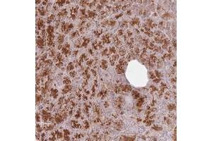 Immunohistochemical staining of human pancreas with CNPY1 polyclonal antibody  shows strong cytoplasmic and nucleolar positivity in exocrine glandular cells at 1:500-1:1000 dilution. (CNPY1 Antikörper)