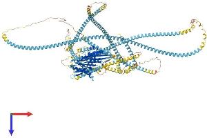 KIF15 Protein (AA 1-1387) (His tag)