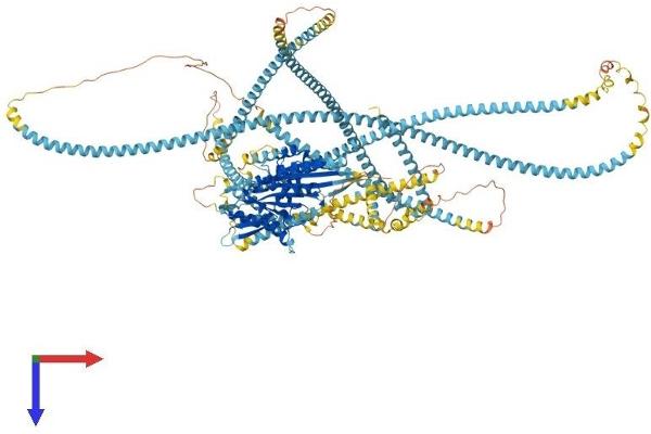 KIF15 Protein (AA 1-1387) (His tag)