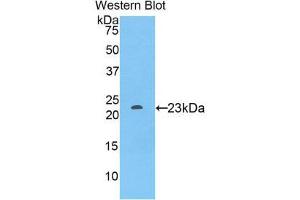 Western Blotting (WB) image for anti-Sialic Acid Binding Ig-Like Lectin 12 (SIGLEC12) (AA 317-512) antibody (ABIN1860552)