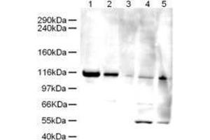 Image no. 1 for anti-ATPase Family, AAA Domain Containing 5 (ATAD5) (AA 63-76) antibody (ABIN307299) (ATAD5 Antikörper  (AA 63-76))