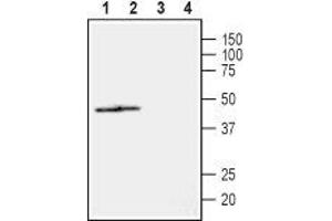 Western blot analysis of rat (lanes 1 and 3) and mouse (lanes 2 and 4) heart lysates: - 1,2. (NIPA2 Antikörper  (2nd Extracellular Loop))