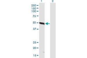 Western Blot analysis of FBXO9 expression in transfected 293T cell line by FBXO9 MaxPab polyclonal antibody. (FBXO9 Antikörper  (AA 1-437))