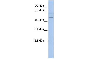 WB Suggested Anti-PWWP2B Antibody Titration:  0. (PWWP2B Antikörper  (N-Term))