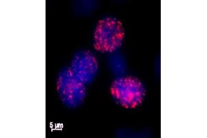 Histone H2AX phospho Ser139 antibody tested by immunofluorescence.