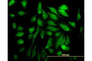 Image no. 4 for anti-SH3 Domain Containing 19 (SH3D19) (AA 94-204) antibody (ABIN466273) (SH3D19 Antikörper  (AA 94-204))