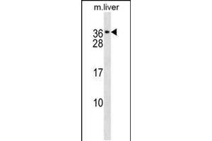 Western blot analysis in mouse liver tissue lysates (35ug/lane). (CACNG1 Antikörper  (C-Term))