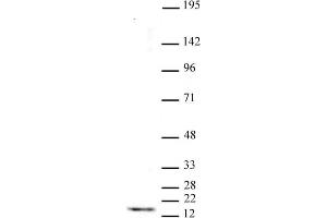 Histone H3 trimethyl Lys4 antibody tested by Western blot.
