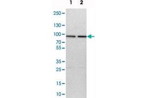 Western blot analysis of cell lysates with HSPA12B polyclonal antibody  at 1:250-1:500 dilution. (HSPA12B Antikörper)