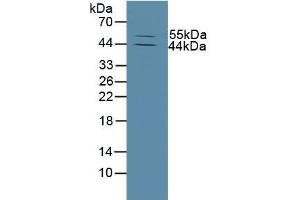 Figure. (MMP13 Antikörper  (AA 290-468))