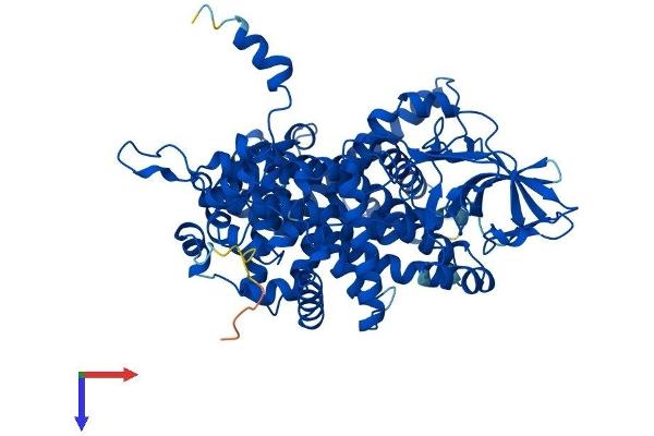 Acox2 Protein (AA 1-681) (His tag)