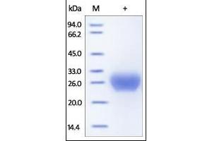 SDS-PAGE (SDS) image for Fc Fragment of IgG, Low Affinity IIb, Receptor (CD32) (FCGR2B) (AA 46-217) (Active) protein (His tag) (ABIN2180754) (FCGR2B Protein (AA 46-217) (His tag))