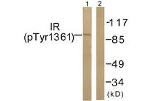 Western blot analysis of extracts from 293 cells treated with Heat shock, using IR (Phospho-Tyr1361) Antibody. (IR (AA 1331-1380), (pTyr1361) Antikörper)