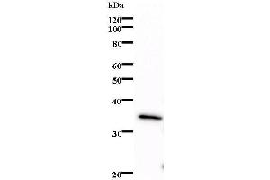 Western Blotting (WB) image for anti-E74-Like Factor 2 (Ets Domain Transcription Factor) (ELF2) antibody (ABIN931188) (ELF2 Antikörper)