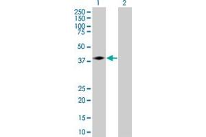 Lane 1: CD47 transfected lysate ( 35. (CD47 293T Cell Transient Overexpression Lysate(Denatured))