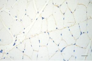 Immunohistochemistry was performed on paraffin-embedded mouse skeletal muscle using caveolin 3 antibody (ABIN7797948), 1:200). (Rekombinanter Caveolin 3 Antikörper)