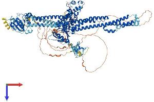 MCF2L Protein (AA 1-1137) (His tag)