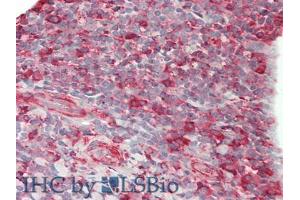 IHC-P analysis of Human Tonsil Tissue, with HE staining. (CD86 Antikörper  (AA 46-282))