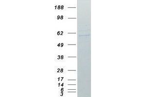 Validation with Western Blot (TRAF2 Protein (Myc-DYKDDDDK Tag))