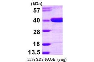 SDS-PAGE (SDS) image for Aldo-Keto Reductase Family 1, Member D1 (AKR1D1) (AA 1-326) protein (His tag) (ABIN667380) (AKR1D1 Protein (AA 1-326) (His tag))