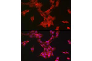 Immunofluorescence (IF) image for anti-Mitochondrial Ribosomal Protein L28 (MRPL28) antibody (ABIN7268566)