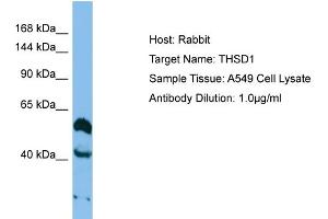 Host: Rabbit Target Name: THSD1 Sample Type: A549 Whole cell lysates Antibody Dilution: 1.