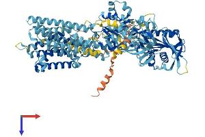 ATP2C2 Protein (AA 1-944) (His tag)