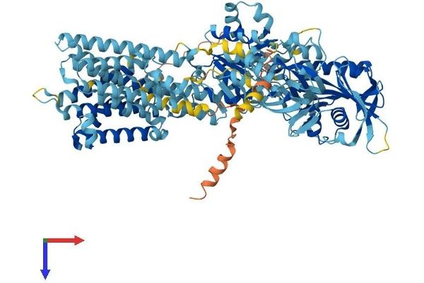 ATP2C2 Protein (AA 1-944) (His tag)