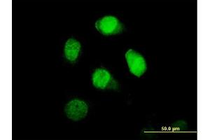 Immunofluorescence of purified MaxPab antibody to BRCC2 on HeLa cell. (BLID Antikörper  (AA 1-108))