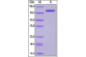 SDS-PAGE (SDS) image for Transferrin Receptor (p90, CD71) (TFRC) (AA 89-760) (Active) protein (His tag) (ABIN6253573)