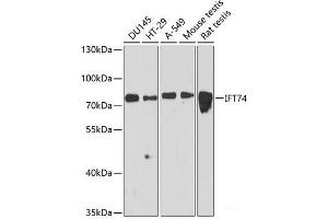Western blot analysis of extracts of various cell lines using IFT74 Polyclonal Antibody at dilution of 1:3000. (IFT74 Antikörper)