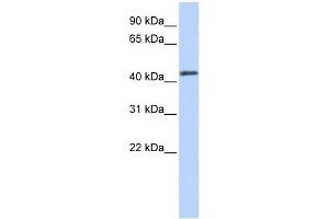 WB Suggested Anti-FOXA2 Antibody Titration:  0. (FOXA2 Antikörper  (Middle Region))