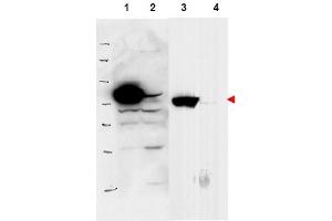 Image no. 2 for anti-Ribosomal L1 Domain Containing 1 (RSL1D1) (Internal Region) antibody (ABIN401398) (RSL1D1 Antikörper  (Internal Region))
