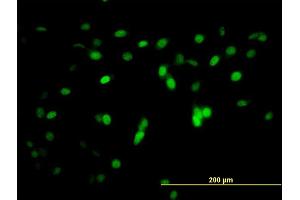 Immunofluorescence of monoclonal antibody to ZNF496 on NIH/3T3 cell. (ZNF496 Antikörper  (AA 485-585))