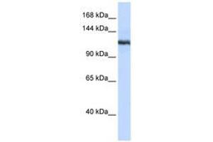 Image no. 1 for anti-Phospholipase A2, Group IVB (Cytosolic) (PLA2G4B) (N-Term) antibody (ABIN6740550) (PLA2G4B Antikörper  (N-Term))