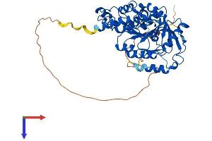 MGAT2 Protein (AA 1-447) (His tag)