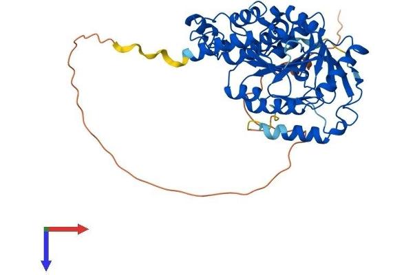 MGAT2 Protein (AA 1-447) (His tag)