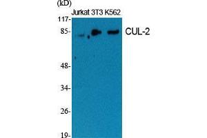 Western Blot (WB) analysis of specific cells using CUL-2 Polyclonal Antibody. (Cullin 2 Antikörper  (C-Term))