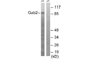 Western blot analysis of extracts from Jurkat cells, using Gab2 (Ab-643) antibody. (GAB2 Antikörper  (Tyr643))