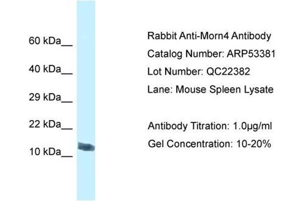 MORN4 Antikörper  (C-Term)