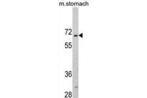 Western Blotting (WB) image for anti-CAMP Responsive Element Binding Protein 3-Like 1 (CREB3L1) antibody (ABIN3002703) (CREB3L1 Antikörper)