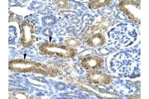 Immunohistochemical staining (Formalin-fixed paraffin-embedded sections) of human kidney with CHRND polyclonal antibody  at 4-8 ug/mL working concentration. (CHRND Antikörper  (N-Term))