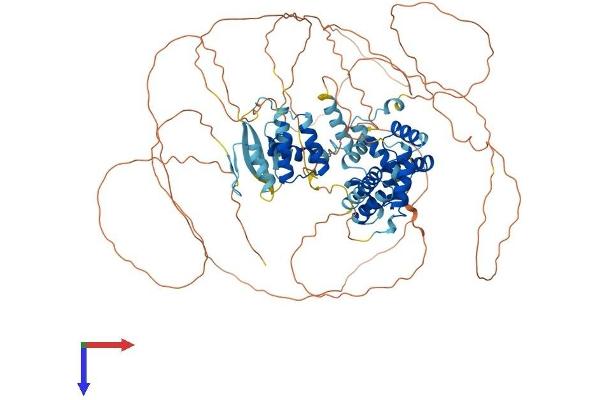 ZHX2 Protein (AA 1-837) (His tag)