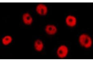 ABIN6274287 staining RAW264. (CEBPG Antikörper  (Internal Region))