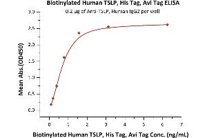 Immobilized A MAb, Human IgG2 at 2 μg/mL (100 μL/well) can bind Biotinylated Human TSLP, His,Avitag (ABIN5954931,ABIN6253633) with a linear range of 0. (Thymic Stromal Lymphopoietin Protein (TSLP) (AA 29-159) (His tag,AVI tag,Biotin))