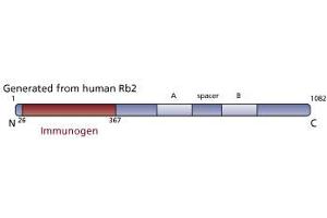 Image no. 3 for anti-Retinoblastoma-Like 2 (p130) (RBL2) (AA 26-367) antibody (ABIN967864) (p130 Antikörper  (AA 26-367))