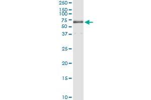 Immunoprecipitation of TBL1X transfected lysate using anti-TBL1X MaxPab rabbit polyclonal antibody and Protein A Magnetic Bead , and immunoblotted with TBL1X purified MaxPab mouse polyclonal antibody (B01P) . (TBL1X Antikörper  (AA 1-526))