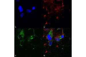 Immunocytochemistry/Immunofluorescence analysis using Mouse Anti-Cav1. (CACNA1D Antikörper  (AA 859-875) (Atto 488))